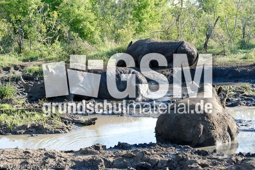 Breitmaulnashorn (20 von 28).jpg